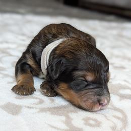 White - Tri-color female Bernedoodle puppy in Connecticut from Valley View Doodles