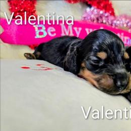 Valentina - Black and tan female Dachshund puppy in Millington, Tennessee from SchmooterBabies