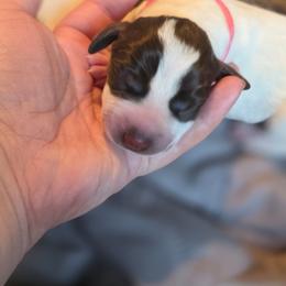 Pink girl - Liver and white female German Shorthaired Pointer puppy in Kenai, Alaska from LakeHaus Kennels