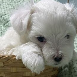 Maltese from Susan's Maltese