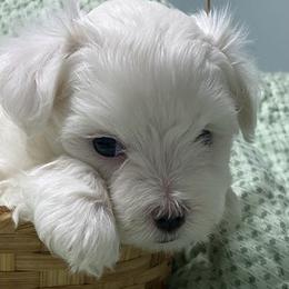Maltese from Susan's Maltese