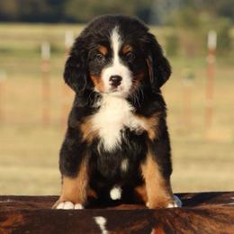 Pink Collar Female- 5000 - Black rust and white female Bernese Mountain Dog puppy in Collinsville, Texas from Berner Dynasty