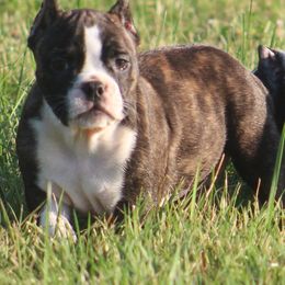 Female 2 - female Shorty Bull puppy in Xenia, Ohio from Bingham's Bulldogs LLC