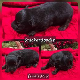 Snickerdoodle - Black tri female Miniature Australian Shepherd puppy in Paris, Texas from Blue Envy Mini Aussies