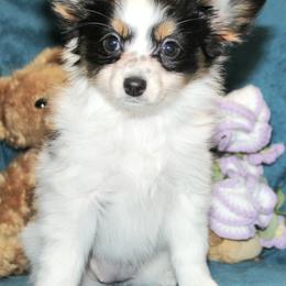Cookie - White black and tan female Papillon puppy in Neosho, Missouri from Ms. Barbs Puppies