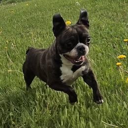 Babette - Boston Terrier