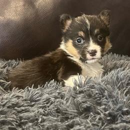 MO-F05 - Black and tan female Pembroke Welsh Corgi puppy in Stockton, Iowa from Infinity Corgis