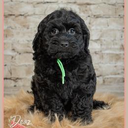 Tuscon - Black male Cockapoo puppy in Connersville, Indiana from Deaz Doodle Ranch