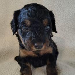 Maple - brown boy - Phantom male Goldendoodle puppy in Stevensville, Montana from 3 Willows Doodles