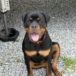 Rottweiler Puppies from Vom Haus Huff Rottweiler’s
