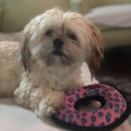 Havanese from Shenandoah Havanese