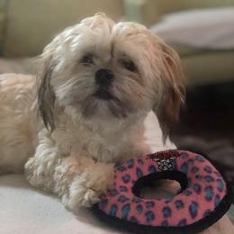 Havanese from Shenandoah Havanese
