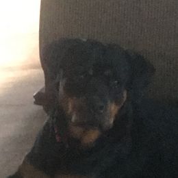 Payton  - Rottweiler