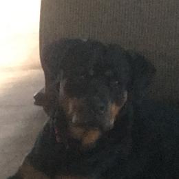 Payton  - Rottweiler