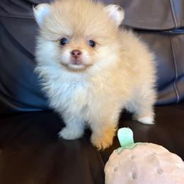 Faith - Cream female Pomeranian puppy in Texas from Tiny Tornado Poms