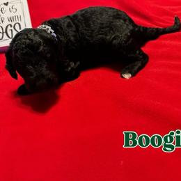 Boogie - Black male Goldendoodle puppy in Cordova, Tennessee from TrueLine kennels
