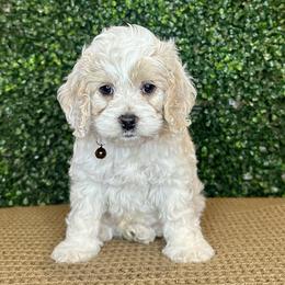 Herald - Buff and white male Cockapoo puppy in Rolla, Missouri from Diamond K