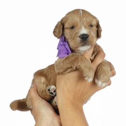 Goldendoodle Puppies from Loving Hearts Goldendoodles
