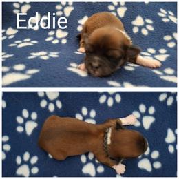 Eddie - Red male Lhasa Apso puppy in Cincinnati, Ohio from Shangri-La Lhasa Apsos
