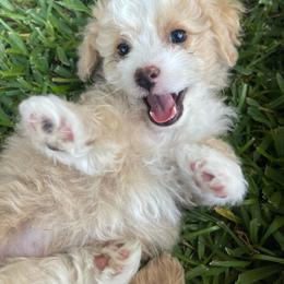 Baylor - Yellow and white male Bernedoodle puppy in Port Saint Lucie, Florida from Eastside Paws LLC