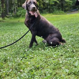 Chocolate Chief - Labrador Retriever