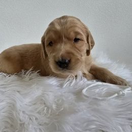 Juneau (White) - Golden female Golden Retriever puppy in Puyallup, Washington from Daffodil Valley Goldens