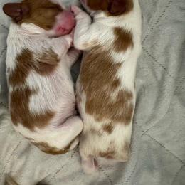 Boy 1 - Blenheim male Cavalier King Charles Spaniel puppy in Rockville, Maryland from Skais the Limit