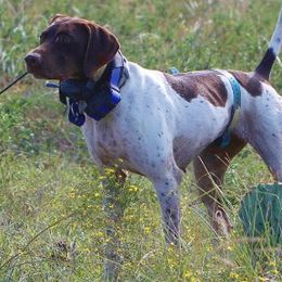 German Shorthaired Pointers from Hi-Tailyn Shorthairs