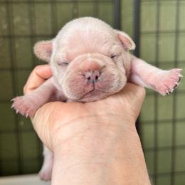 Sally - Cream female French Bulldog puppy in Elmore City, Oklahoma from OK America Kennels