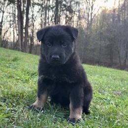 Blue collar - Bi-color male German Shepherd puppy in Cumberland Gap, Tennessee from Royal Port K-9