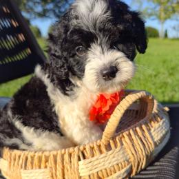 Romeo Home body - Phantom male Goldendoodle puppy in Harrisonburg, Virginia from Curlytail Doodles