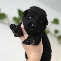 Ranger - Bi-color male German Shepherd puppy in Coarsegold, California from Yosemite Shepherds