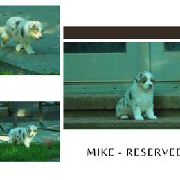 Mike - Red merle male Australian Shepherd puppy in Cape Girardeau, Missouri from Promise Keeper Kennel