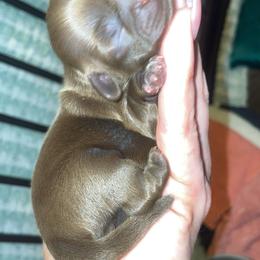 JR. - Liver male Shih Tzu puppy in Garland, Texas from Bibi’s Exclusive Shih Tzus