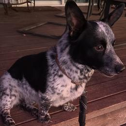 Cowboy - Pembroke Welsh Corgi