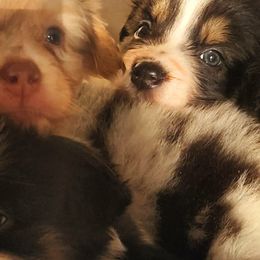 Australian Shepherd Puppies from Whimsical Aussies