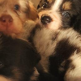 Australian Shepherd Puppies from Whimsical Aussies
