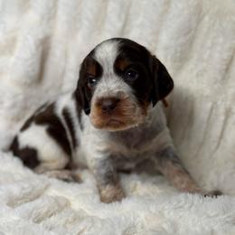 Yellow girl - Tri-Roan female English Springer Spaniel puppy in Fairfield, California from Goldridge Springers