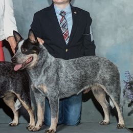 My - Australian Cattle Dog