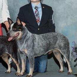 My - Australian Cattle Dog