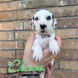 Chaos - LUA - White and black female Dalmatian puppy in Mount Vernon, Missouri from Spots & Spirals