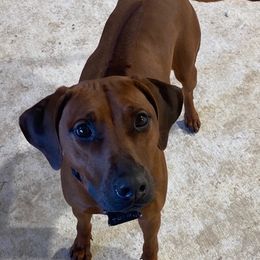Rhodesian Ridgebacks from Angel Leblanc Angel Leblanc