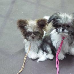 Chinese Crested and Mi-Ki Puppies from Neonate puppy care for breeders
