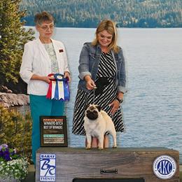 Boy 1 - Fawn male Pug puppy in Saint Helens, Oregon from Ebert Golden Retrievers & Pugs