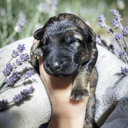 Jazz - Sable male German Shepherd puppy in Oakland, Oregon from VHM German Shepherds