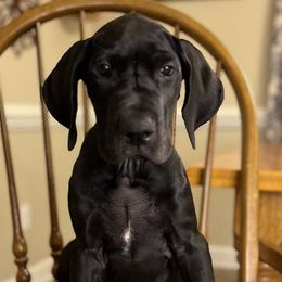 Girl 3 - Star - Black Great Dane puppy in Tennessee from Campbell Great Danes