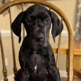 Girl 3 - Star - Black Great Dane puppy in Tennessee from Campbell Great Danes