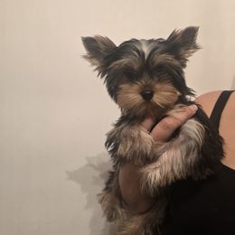 Girl 4 - Blue and gold female Yorkshire Terrier puppy in Hesperia, California from Diamond Doll Yorkies