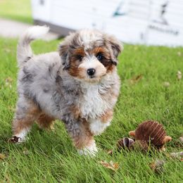 Aussiedoodle, Australian Labradoodle, Bernedoodle, and Golden Retriever Puppies from Golden Light Puppies