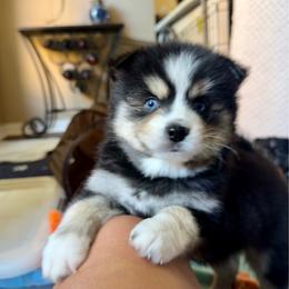 Archer - Tri-color male Pomsky puppy in Titusville, Florida from River Enz Pomskies